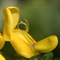 Erotic Flower Photography